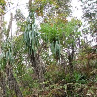 Lobelia leschenaultiana (C.Presl) Skottsb.